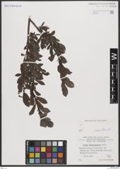 Foto von Salix breviserrata Flod.